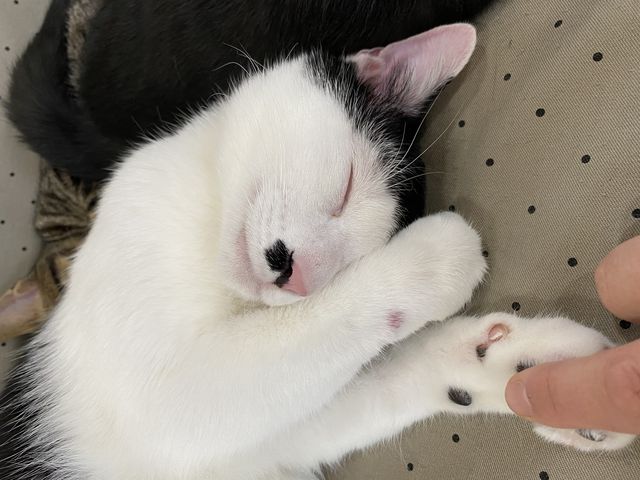 プニプニ_にゃんliving
