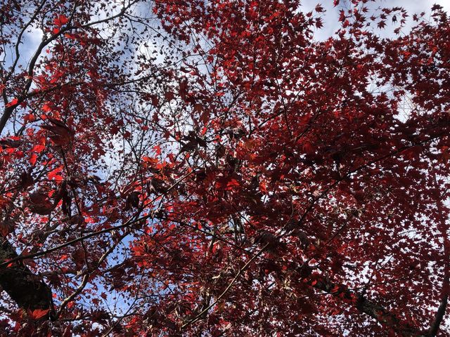 丁度見頃でした_勝持寺