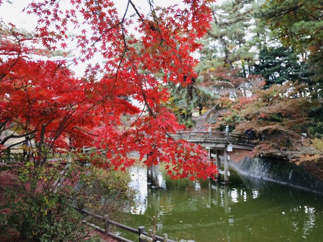 モミジと瓢箪池に架かる橋_東公園の紅葉