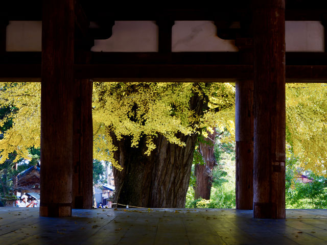 黄色の銀杏と長床のコントラストがとてよ綺麗でした_新宮熊野神社「長床」