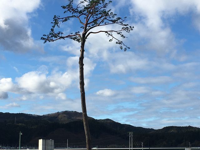 みんなコロナに負けるな!_奇跡の一本松