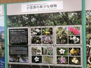 教授さんの小笠原ビジターセンターの投稿写真3