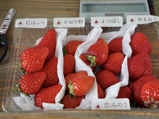 いろんな種類があります_いのうえいちご
