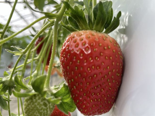 いちごたくさんなってました!_大野観光いちご園
