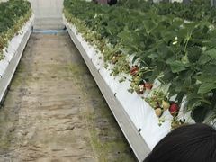 かよさんの秋山園芸への投稿写真1