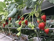 kotaさんの越谷ストロベリーの投稿写真1