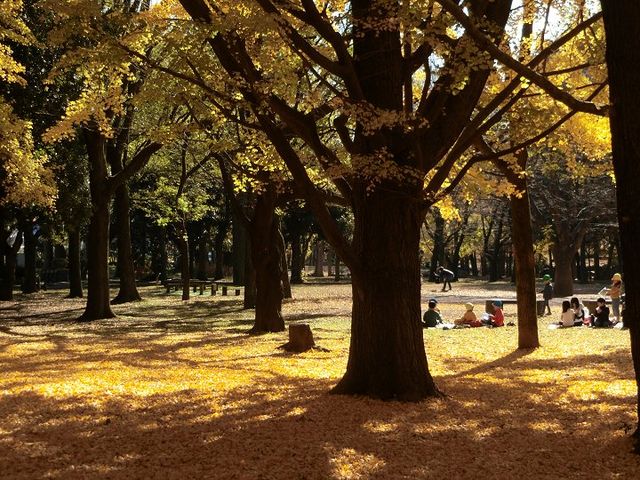 隣接する都立蘆花公園です。_蘆花恒春園