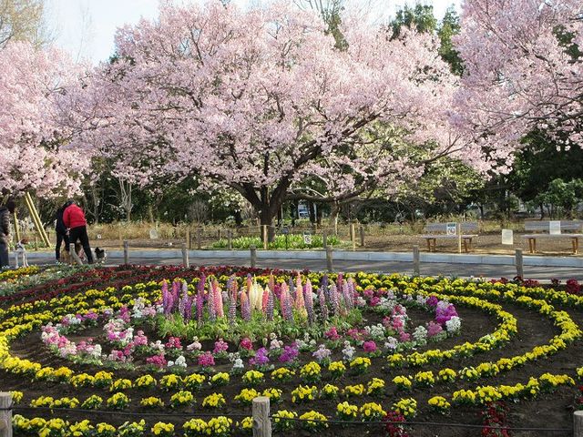 隣接する都立蘆花公園の春です。_蘆花恒春園