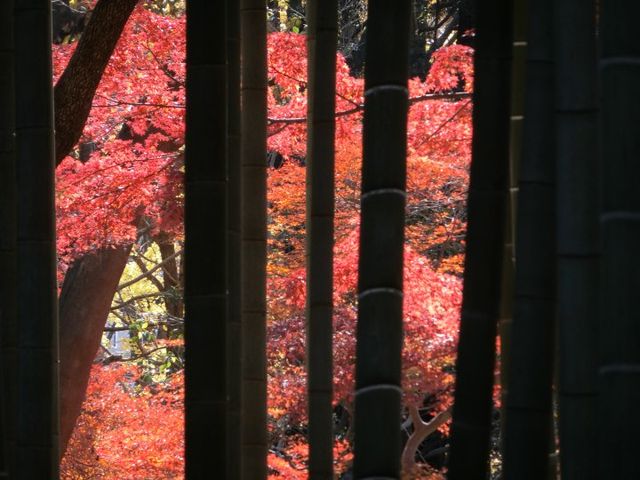 竹藪を通しての紅葉が良いです。_蘆花恒春園