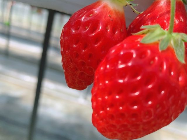取りやすい位置で管理が行き届いている感じがしました_日隈いちご園