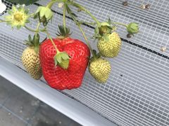 マエムラファームの写真2