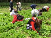 hatenaさんの里山ファームの投稿写真2