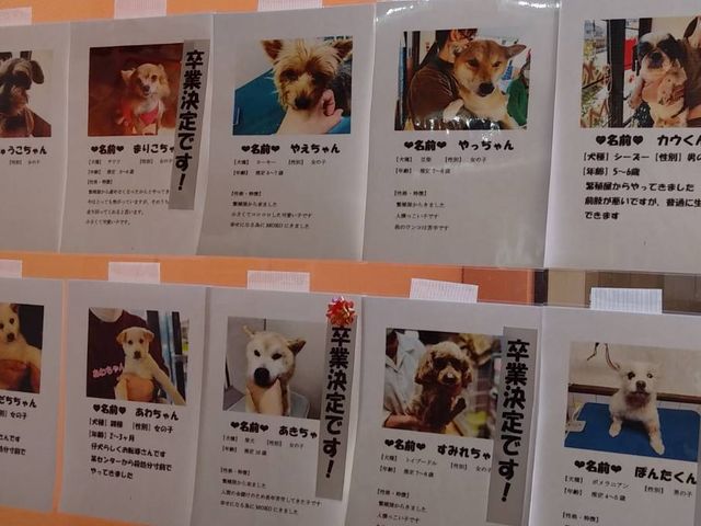 卒業決定を見るとこちらも嬉しくなります_保護っ子ふれあいカフェ MOKOん家