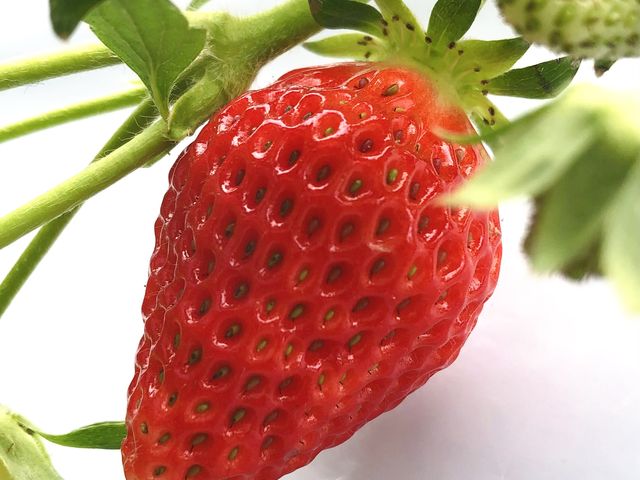 とても綺麗な苺でした_堤農園