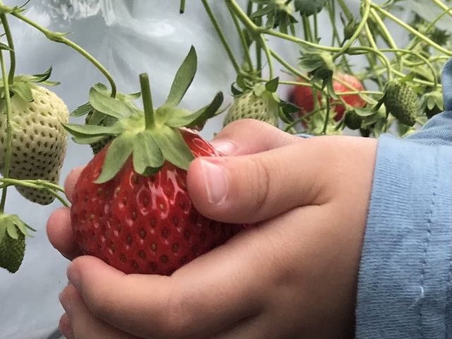 苺が大好きなので終始にこにこ食べて、お腹パンパンにして帰りました(笑)_堤農園