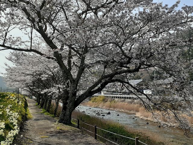 遊歩道では水仙の花も楽しめます。_伊賀大山田の桜街道