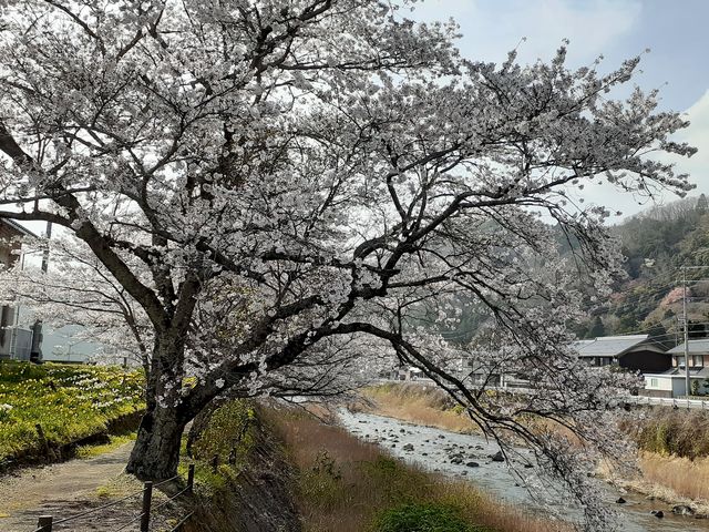 川面に向けて枝を垂れる桜は優美です。_伊賀大山田の桜街道