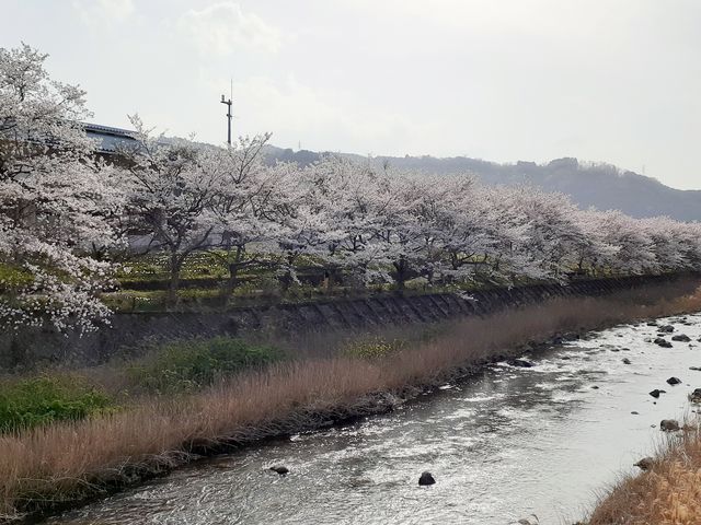 旧大山田中央公民館の近くです。_伊賀大山田の桜街道