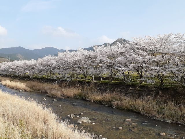 服部川に沿って、約300mにわたり続いています。_伊賀大山田の桜街道