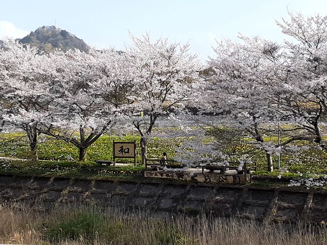 川にせり出した休憩所があります。_伊賀大山田の桜街道