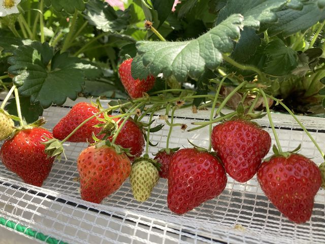 甘いいちごがいっぱいでした!_中西農園