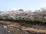 こぼらさんの伊賀大山田の桜街道の投稿写真5