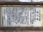 こぼらさんの伊賀大山田の桜街道の投稿写真6