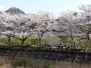 こぼらさんの伊賀大山田の桜街道の投稿写真7