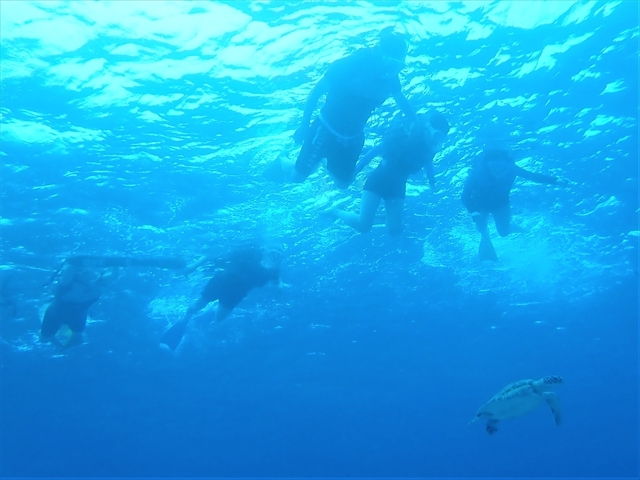 シュノーケリング中にウミガメと泳ぐ_阿真海岸