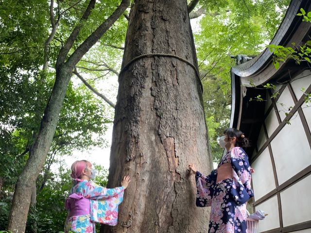 氷川神社の御神木_着物レンタルVASARA 川越駅前店