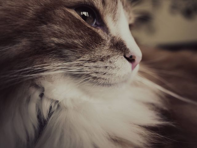 貫禄ありました_猫カフェmfmf