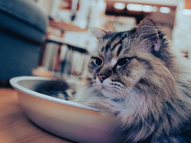 どうでも良さそうでした_猫カフェmfmf