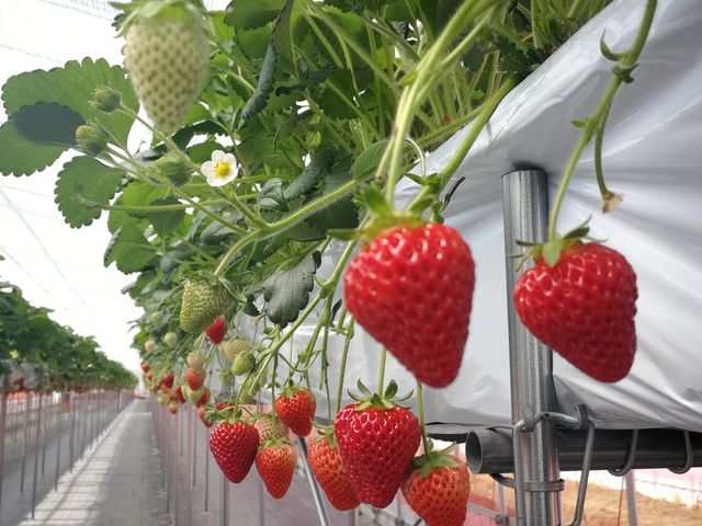 食べ頃のいちごが沢山実っていました!_いちご ぷらんと -ichigo plant-
