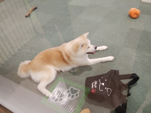 本物の秋田犬を見ることができました。_大館市観光交流施設 秋田犬の里