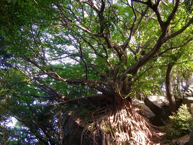 『天草のラピュタ』と呼ばれるアコウの巨木があります。_西平椿公園