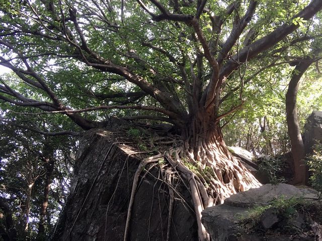 巨岩(蔵石)を抱え込む姿も凄いです。_西平椿公園