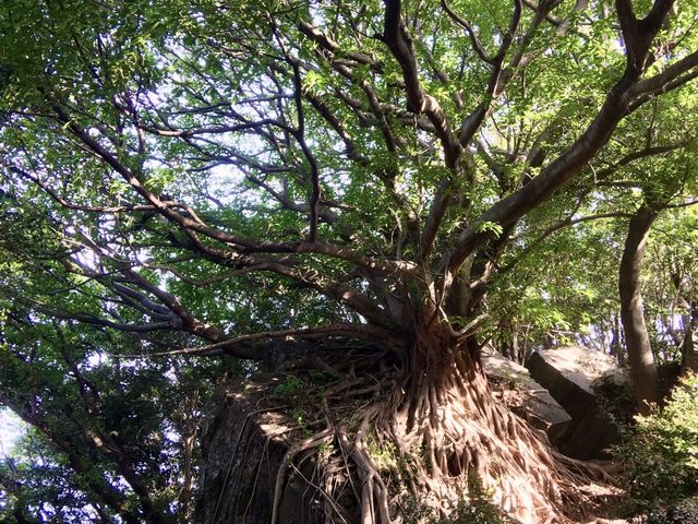 ラピュタの木(2021.4)_西平椿公園