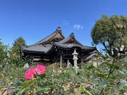 しなけさんのおふさ観音バラまつりの投稿写真4