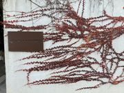 ルーニーさんの立花テキスタイル研究所の投稿写真1