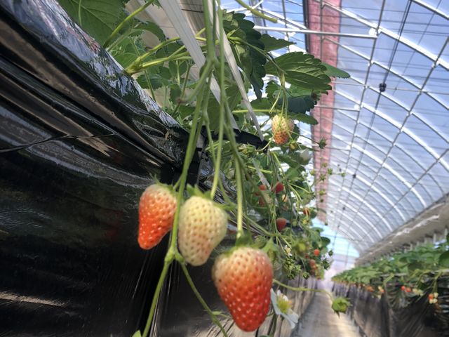 優しい甘さで、美味しかったです_JAL Agriport