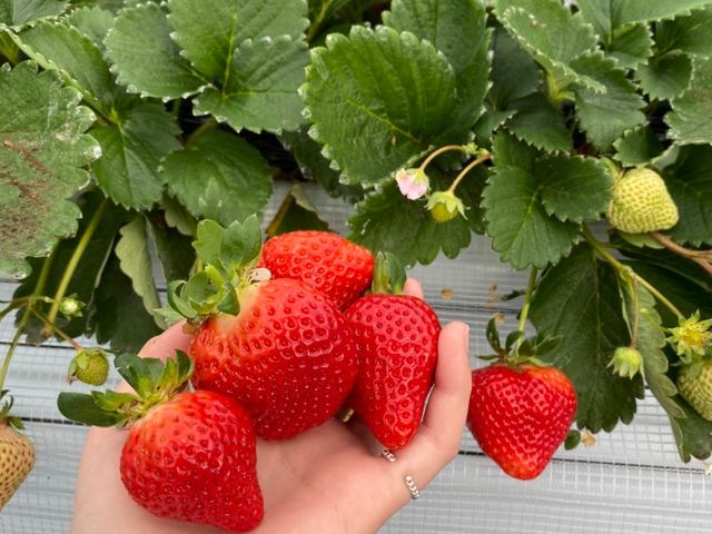 真っ赤な苺でした!_さくらファーム