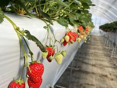 Berry Farm TETRAの写真1