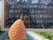 ゆみさんの岸川農園の投稿写真3