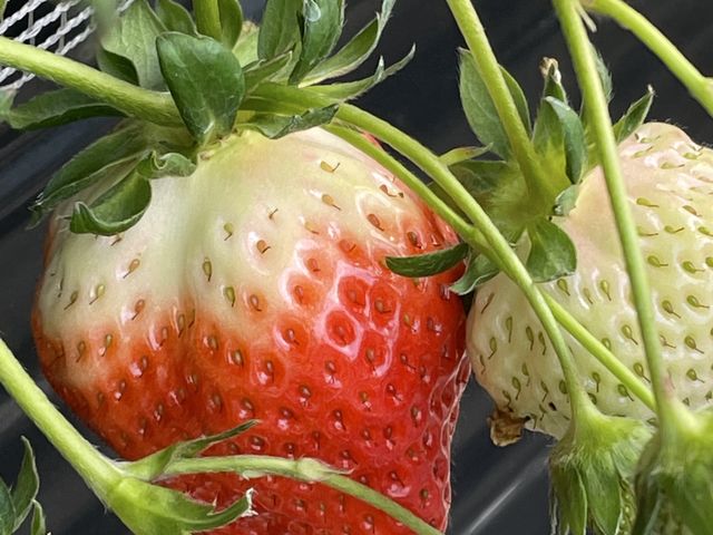 さがほのか_さくらファーム
