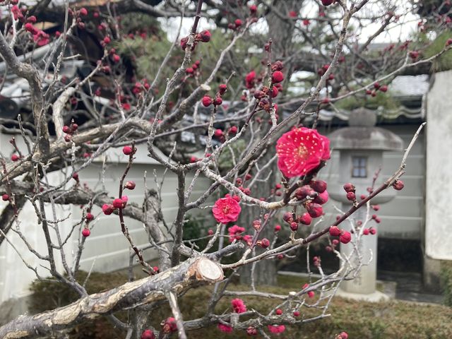 法住寺殿跡付近の紅梅_京都ミステリー紀行