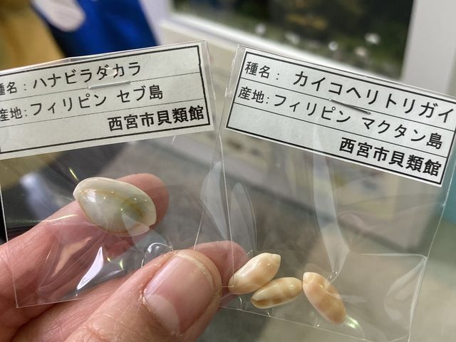選択制プレゼント_西宮市貝類館