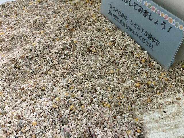 老眼に優しくない貝探し_西宮市貝類館