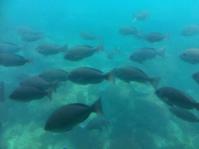海中の様子。_牛深海中公園グラスボート