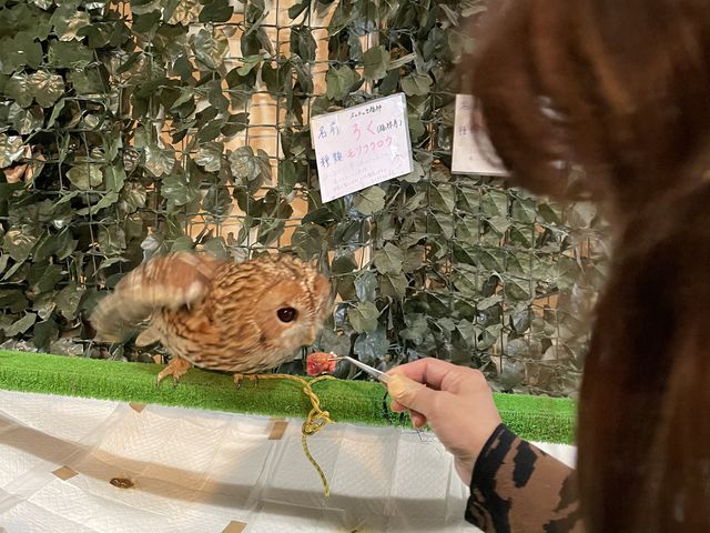 餌やり_ふくろうカフェFUKU