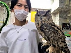 てるさんのあうるぱーく フクロウカフェ池袋への投稿写真1